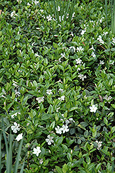 White Periwinkle (Vinca minor 'Alba') at Lakeshore Garden Centres