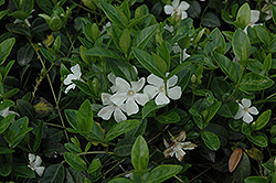 White Periwinkle (Vinca minor 'Alba') at Lakeshore Garden Centres