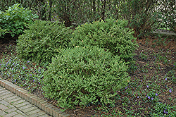 Wintergreen Boxwood (Buxus microphylla 'Wintergreen') at Stonegate Gardens