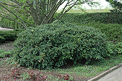 Anderson Yew (Taxus x media 'Andersonii') at Stonegate Gardens