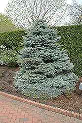 R. Kluis Blue Spruce (Picea pungens 'R. Kluis') at Stonegate Gardens