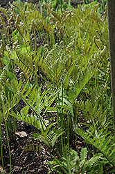 Sensitive Fern (Onoclea sensibilis) at Lakeshore Garden Centres