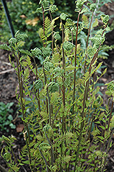 Hay-Scented Fern (Dennstaedtia punctilobula) at Stonegate Gardens