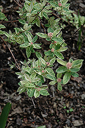 Pink Ice Spirea (Spiraea x vanhouttei 'Pink Ice') at Lakeshore Garden Centres