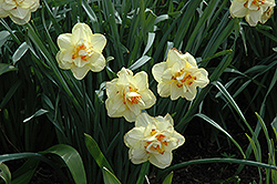 Manly Daffodil (Narcissus 'Manly') at Stonegate Gardens
