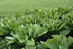 Sum and Substance Hosta (Hosta 'Sum and Substance') at Lakeshore Garden Centres