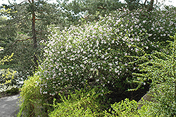 Judd's Viburnum (Viburnum x juddii) at Lakeshore Garden Centres
