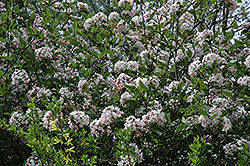 Judd's Viburnum (Viburnum x juddii) at Stonegate Gardens