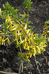 Golden Peep Forsythia (Forsythia x intermedia 'Courdijau') at Stonegate Gardens