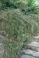 Skogholm Cotoneaster (Cotoneaster dammeri 'Skogholm') at Stonegate Gardens