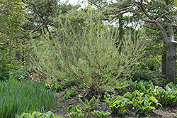 Rosemary Willow (Salix elaeagnos) at Stonegate Gardens