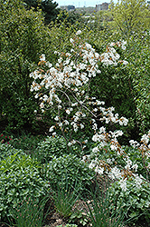 Dwarf Serviceberry (Amelanchier pumila) at A Very Successful Garden Center