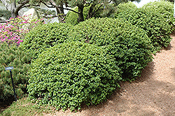 Green Mound Alpine Currant (Ribes alpinum 'Green Mound') at Stonegate Gardens