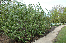 French Pussy Willow (Salix caprea) at Stonegate Gardens