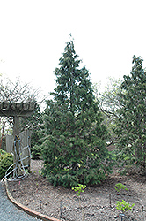 Sullivan Nootka Cypress (Chamaecyparis nootkatensis 'Sullivan') at Stonegate Gardens