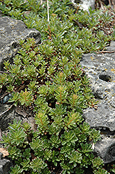 Middendorf Diffusum Stonecrop (Sedum middendorfianum var. diffusum) at Stonegate Gardens