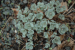 Purpurine Stonecrop (Sedum cauticola 'Purpurine') at Stonegate Gardens