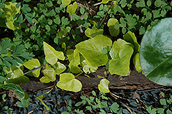 Sunrise Ivy (Hedera helix 'Sunrise') at Stonegate Gardens