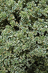 Variegated Boxwood (Buxus sempervirens 'Variegata') at Lakeshore Garden Centres