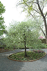 Silver Frost Weeping Willowleaf Pear (Pyrus salicifolia 'Silver Frost') at Stonegate Gardens