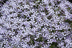 May Snow Moss Phlox (Phlox douglasii 'May Snow') at Stonegate Gardens