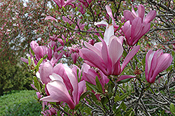 Ann Magnolia (Magnolia 'Ann') at Lakeshore Garden Centres
