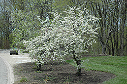 American Plum (Prunus americana) at Stonegate Gardens