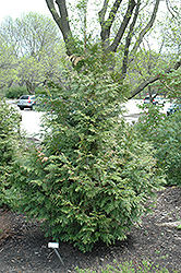Dura Arborvitae (Thuja plicata 'Dura') at Stonegate Gardens