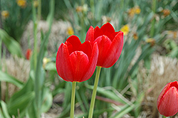 Grand Douceur Tulip (Tulipa 'Grand Douceur') at Stonegate Gardens