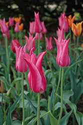 Maybelline Tulip (Tulipa 'Maybelline') at A Very Successful Garden Center
