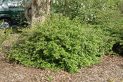 Dwarf Alpine Currant (Ribes alpinum 'Pumilum') at Stonegate Gardens