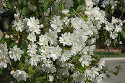Blance Ames Flowering Crab (Malus 'Blanche Ames') at Stonegate Gardens