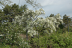 Blance Ames Flowering Crab (Malus 'Blanche Ames') at Stonegate Gardens