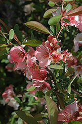 Toyo-Nishiki Flowering Quince (Chaenomeles speciosa 'Toyo-Nishiki') at Lakeshore Garden Centres