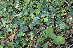 Bulgarian Ivy (Hedera helix 'Bulgaria') at Stonegate Gardens