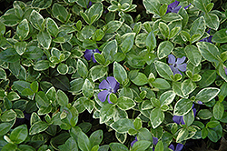 Sterling Silver Periwinkle (Vinca minor 'Sterling Silver') at Stonegate Gardens