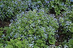 Siberian Bugloss (Brunnera macrophylla) at Stonegate Gardens