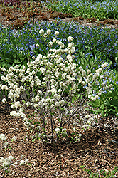 May Bouquet Fothergilla (Fothergilla monticola 'KLMsixteen') at Stonegate Gardens