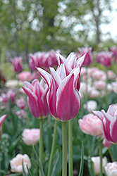 Maytime Tulip (Tulipa 'Maytime') at Stonegate Gardens