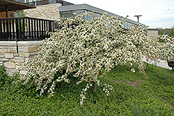 Tina Flowering Crab (Malus sargentii 'Tina') at Lakeshore Garden Centres