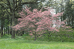 Sweetwater Red Flowering Dogwood (Cornus florida 'Sweetwater Red') at Stonegate Gardens