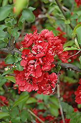 Spitfire Flowering Quince (Chaenomeles speciosa 'Spitfire') at Stonegate Gardens