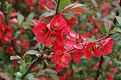 Baltzii Flowering Quince (Chaenomeles speciosa 'Baltzii') at Stonegate Gardens