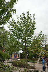 Sherwood Glen Green Ash (Fraxinus pennsylvanica 'Sherwood Glen') at Stonegate Gardens