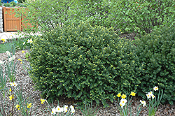 Berg Yew (Taxus x media 'Berg') at Stonegate Gardens