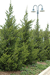 Fairview Juniper (Juniperus chinensis 'Fairview') at Lakeshore Garden Centres