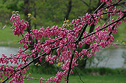 Pinkbud Redbud (Cercis canadensis 'Pinkbud') at Lakeshore Garden Centres