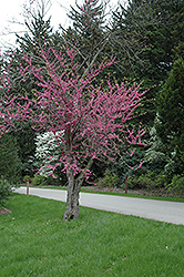 Pinkbud Redbud (Cercis canadensis 'Pinkbud') at Stonegate Gardens