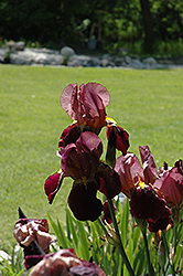 Indian Chiefr Iris (Iris 'Indian Chief') at Stonegate Gardens