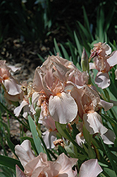 Abridged Version Iris (Iris 'Abridged Version') at Stonegate Gardens